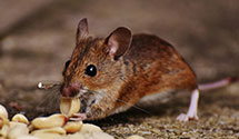 24 Hour & Emergency Exterminators in Seven Corners, VA